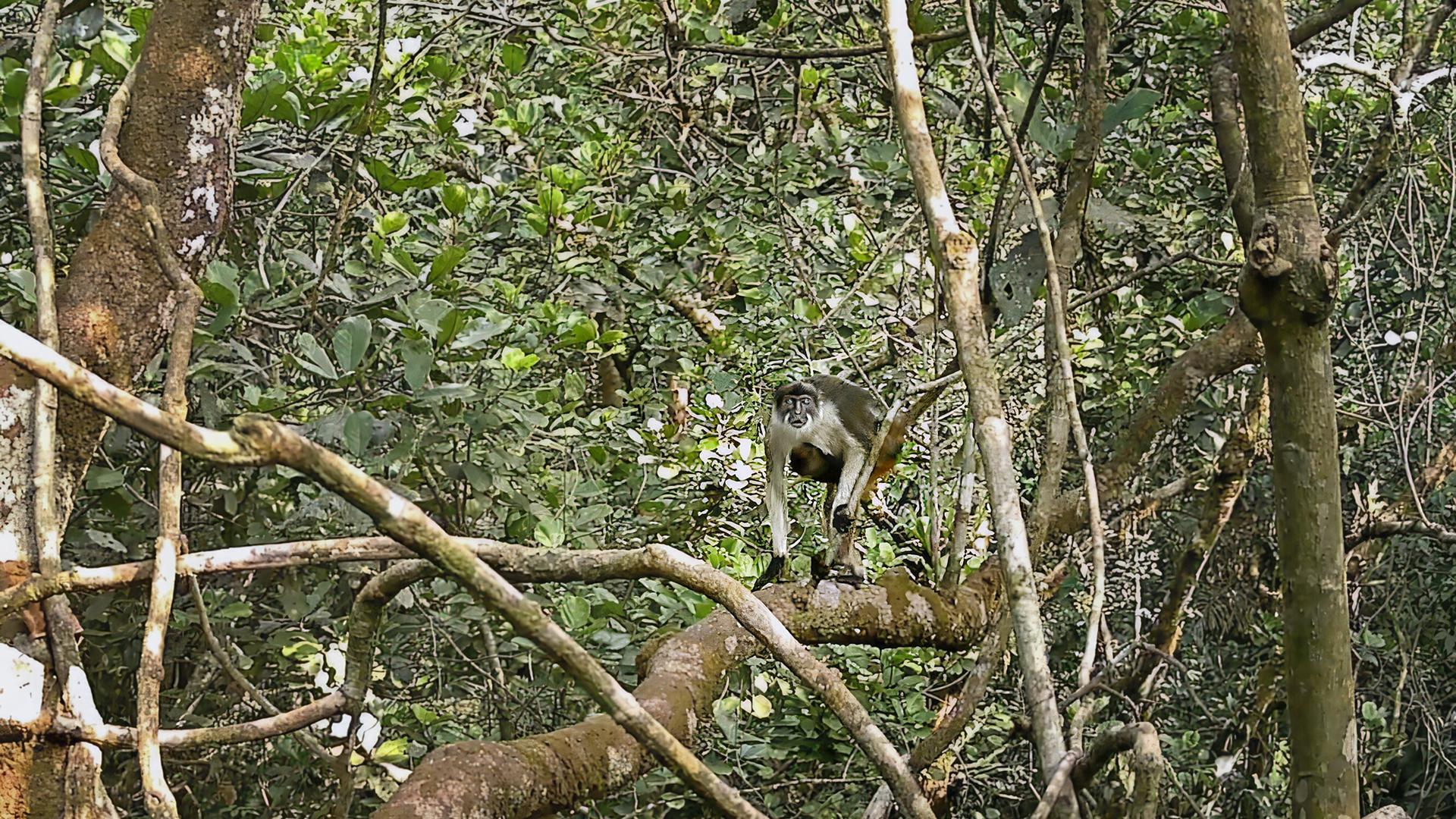 A critically endangered Niger Delta red colobus monkey perched on a tree limb within a protected habitat zone.
